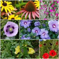 Blumen Samen Mohn, Samtnelke, Nachtkerze Hibiskus sonnenhut Duisburg - Neumühl Vorschau