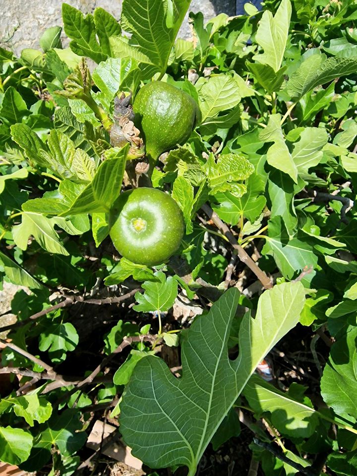 Feigenbaum in Limbach