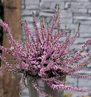 10x Besenheide Annabel - Calluna vulgaris Niedersachsen - Bad Zwischenahn Vorschau