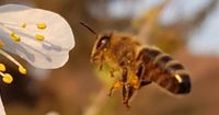 Bienenableger Zander / DN 5 Waben, Bienenvolk Nordrhein-Westfalen - Grevenbroich Vorschau
