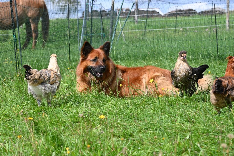 Bruteier Triesdorfer Landhuhn in Pressath