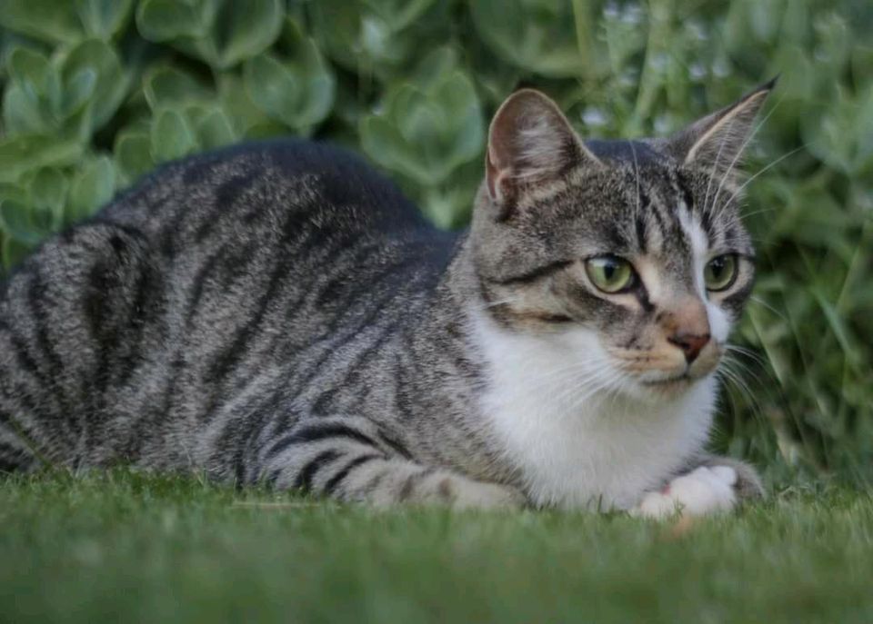 Kater vermisst in Uedem