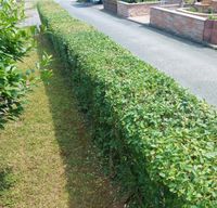 Ligusterhecke Baujahr 2004/05 Thüringen - Schmoelln Vorschau