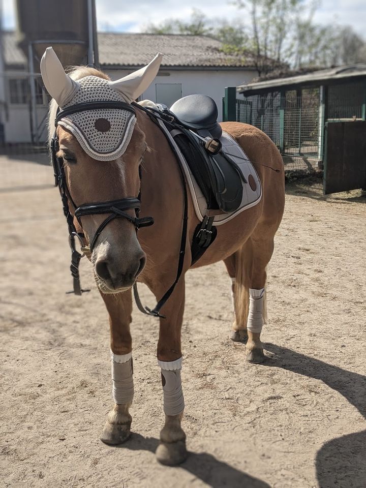 Felix Bühler Timeless Elegance light beige Bandagen Pony 230cm in Essen