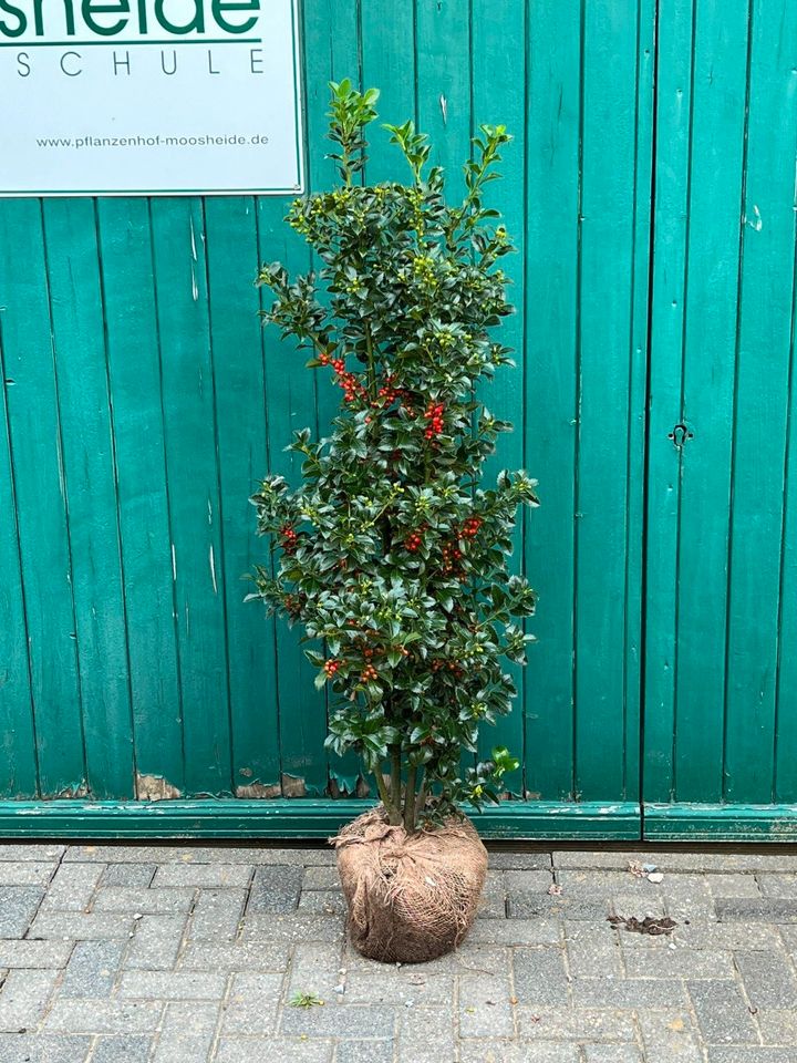 Heckenpflanzen - Thuja, Kirschlorbeer, Eibe, Bambus, Glanzmispel in Willich