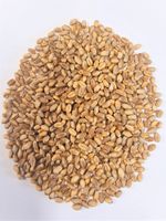 Bio Weizen, Speisefertig gereinigt direkt vom Landwirt ab 2,5 Kg Niedersachsen - Brockel Vorschau
