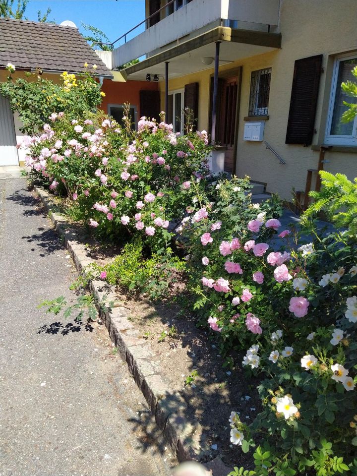 3-Zimmerwohnung in Ober-Lauchringen nahe Wiesen und Wald in Lauchringen