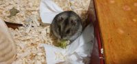 Hamster aus Pflegestelle suchen ein Zuhause  Leipzig - Leipzig, Südvorstadt Vorschau