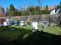 Bienen Bienenvölker Carnica auf Zandermaß zu verkaufen. Rheinland-Pfalz - Mettenheim Rheinhessen Vorschau