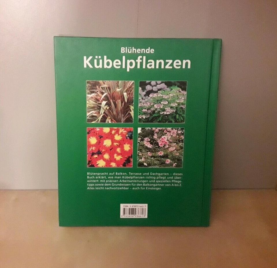 Blühende Kübelpflanzen in Dormagen