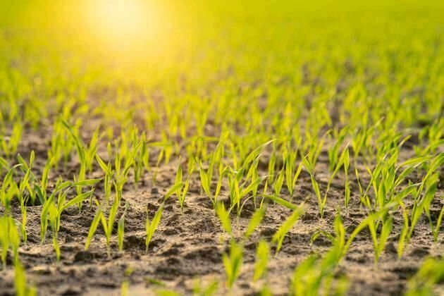 Landwirtschaftliche Fläche Ackerland Acker Grünland Pachten in Neu-Anspach