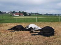 Reitbeteiligung, Pflegebeteiligungen (Pferd sucht) Bayern - Obergünzburg Vorschau