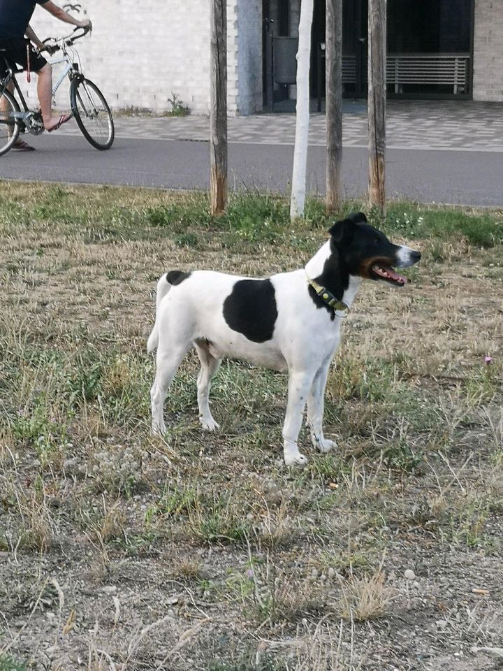 Hund Entlaufen in Dresden