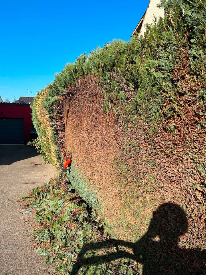 Heckenschnitt, Hecke schneiden, Hecke einkürzen in Königsbrunn