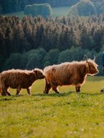 Hochlandrind Bayern - Hauzenberg Vorschau