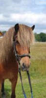 Reitbeteiligung an mehreren Isländer und einem Noriker zu vergebe Niedersachsen - Winsen (Aller) Vorschau