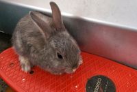 12 Woche Kaninchen mix Babys Thüringen - Jena Vorschau