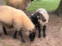 Schwarzkopf Aue + Bocklamm Mix Walliser Sachsen-Anhalt - Sandau (Elbe) Vorschau