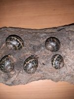 Gefleckte Weinbergschnecke Cornu aspersum  Nachzuchten Niedersachsen - Beverstedt Vorschau