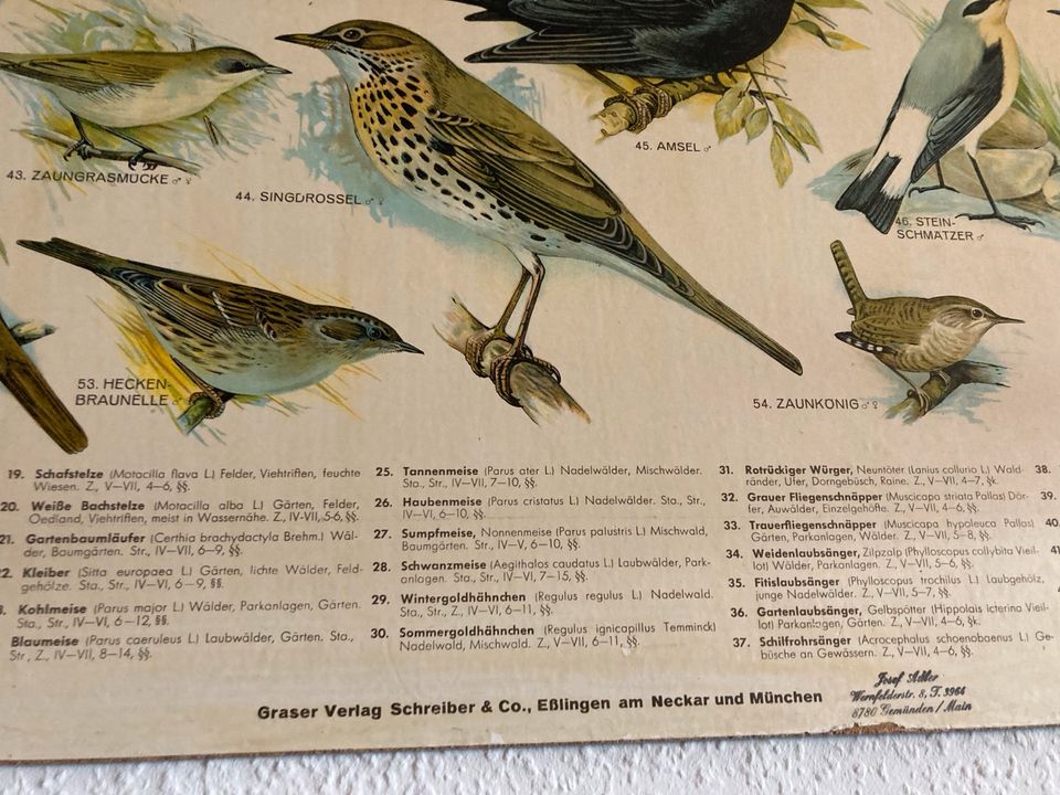 Lehrtafel/Schulwandbild Einheimische Singvögel in Schwarzach am Main
