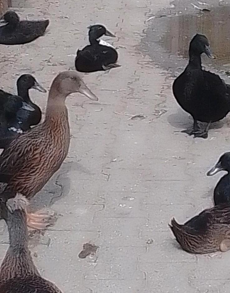 kalkmurmeln Enten Cayuga Pommernenten Schopfenten Laufenten in Mühldorf a.Inn