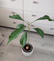 Avocado. Pflanze.50 cm gross. Baden-Württemberg - Bietigheim-Bissingen Vorschau