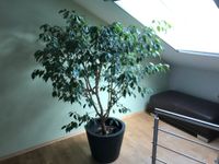 Schöner Ficus Benjamina Bayern - Gröbenzell Vorschau