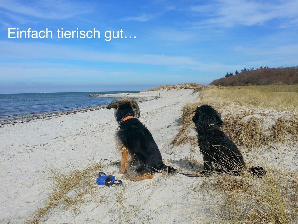 Prima Ferienwohnung mit Hund AF Ostsee 150m Balkon Wendtorf ab in Wendtorf