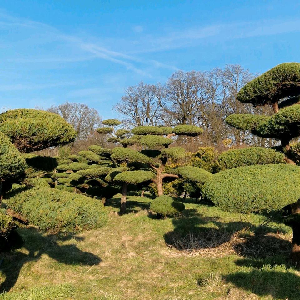 Juniperus media Hetzii, Wacholder, Formgehölz, Gartenbonsai in Stadtlohn