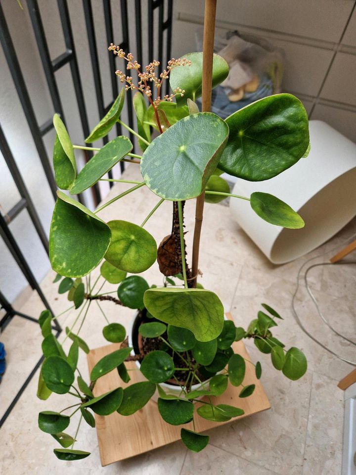 Pilea Höhe 75cm mit Topf in Plüderhausen