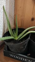 Aloevera Pflanzen Bayern - Zolling Vorschau