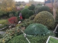 Gartenarbeit Baumfällung Baumpflege Gartengestaltung Rodungen Heckenschnitt Rückschnitt Wurzelfräsen Gärtner  Baggerarbeiten Sturmschaden Nordrhein-Westfalen - Stolberg (Rhld) Vorschau