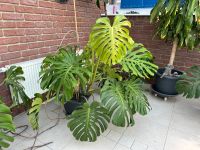 Monstera Deliciosa Niedersachsen - Remlingen Vorschau