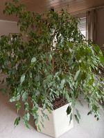 Ficus Benjamini, Birkenfeige im Hydrokulturgefäss mit Blähton Wandsbek - Hamburg Volksdorf Vorschau