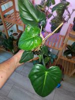 Philodendron Dean Mc Dowell Grösse pflanze Nordrhein-Westfalen - Ratingen Vorschau