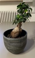 Bonsai Pflanze inkl. Topf Stuttgart - Vaihingen Vorschau