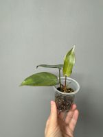 Philodendron Atabapoense Babypflanze Bayern - Bayreuth Vorschau
