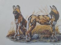 Schönes Kunstdruckbild - Afrikanischer Wildhund - NEU Hessen - Wetzlar Vorschau