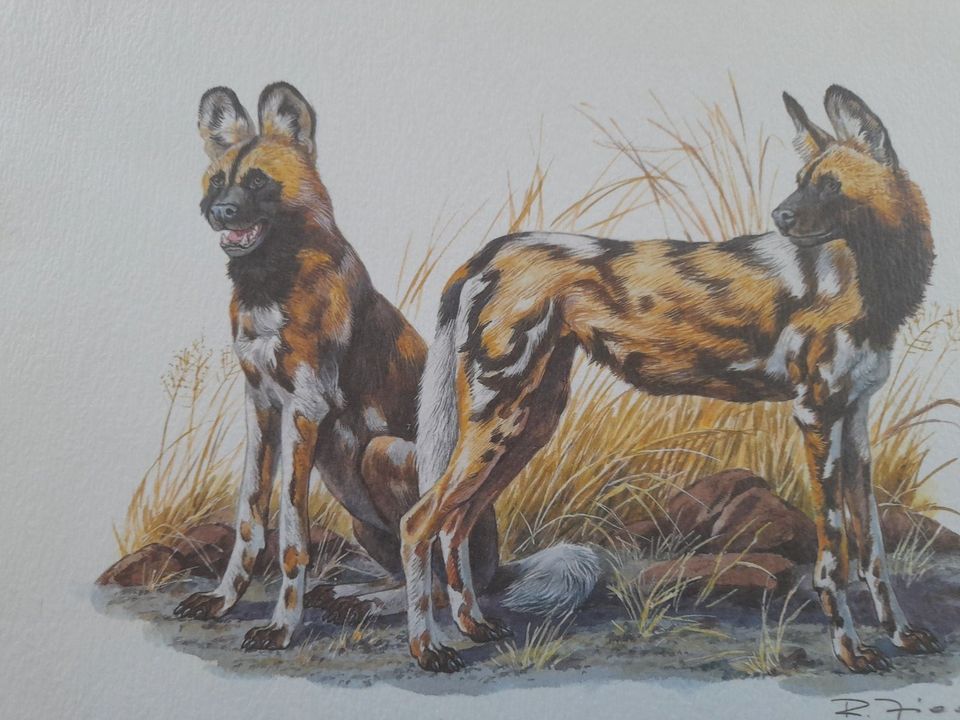 Schönes Kunstdruckbild - Afrikanischer Wildhund - NEU in Wetzlar