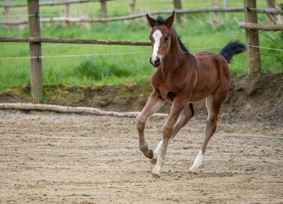 Aufgewecktes Stutfohlen mit Go in Arnsberg