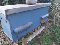 Bienenbox Trogbeute Golz "City Box" blau Nordrhein-Westfalen - Korschenbroich Vorschau