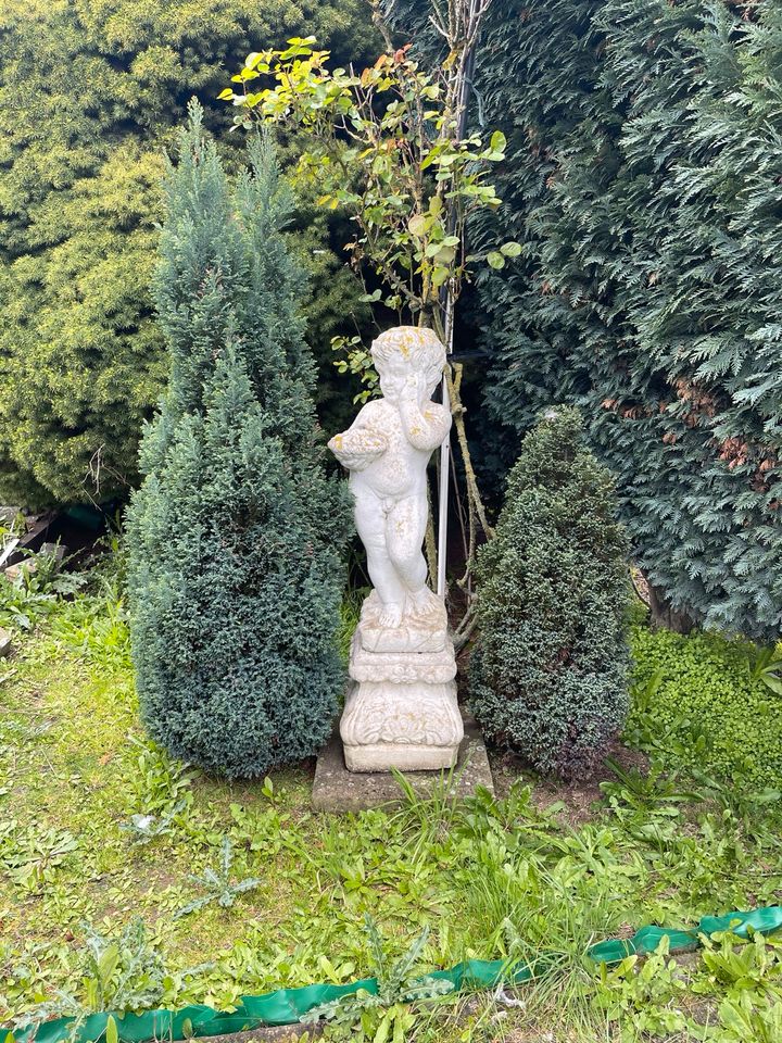 Diverse Pflanzen für den Garten,  Thuja, Scheinzypresse… in Bedburg