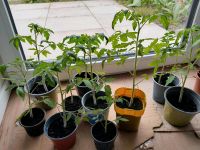 Tomatenpflanzen zu Tauschen Baden-Württemberg - Walldorf Vorschau