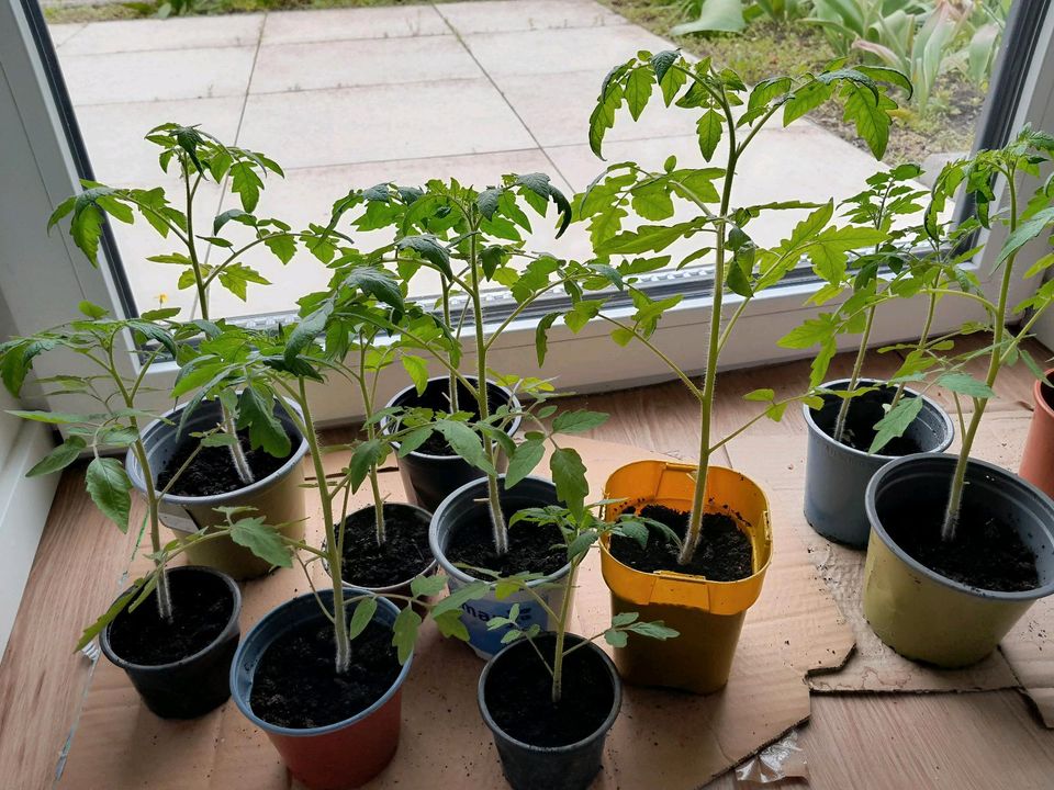 Tomatenpflanzen zu Tauschen in Walldorf