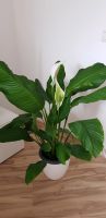 Einblatt / Spathiphyllum Pflanze Frankfurt am Main - Preungesheim Vorschau