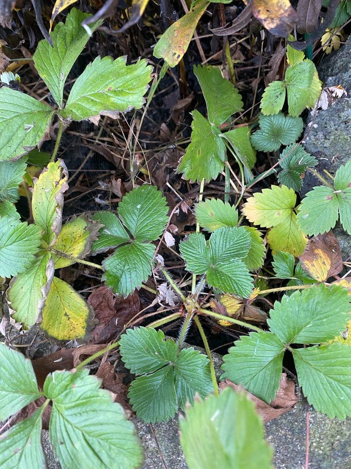 10x Erdbeeren pflanzen wilde, Wald Erdbeeren Bodendecker in Gummersbach