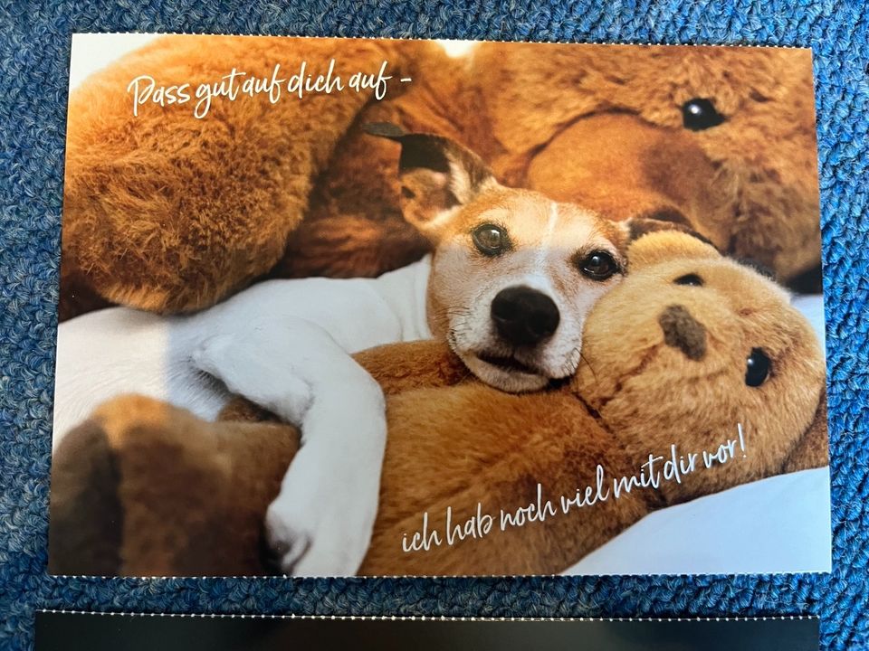 Postkarten Hunde & Freunde Sprüche 12x NEU in Brühl