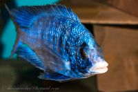 Placidochromis phenochilus mdoka und andere Malawi Buntbarsche Sachsen - Taura Vorschau