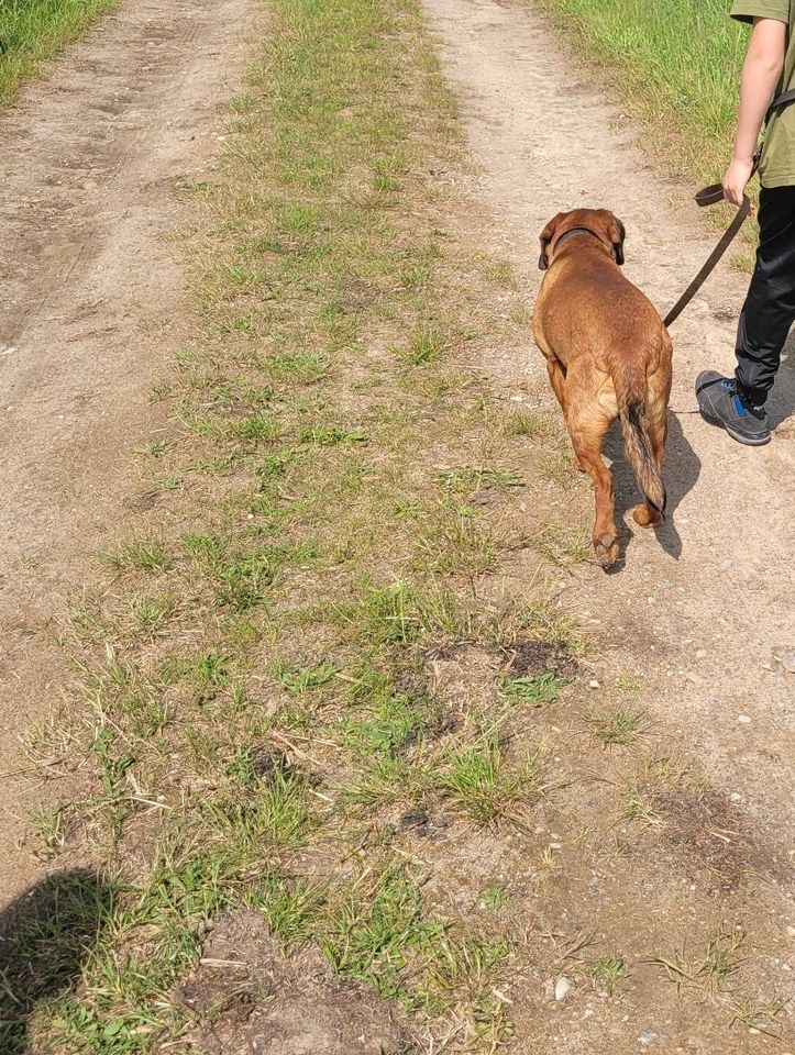 Dachsbracken in Burg Stargard