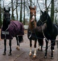 Aushilfe 538 Euro basis gesucht für Pferdebetrieb Nordrhein-Westfalen - Oer-Erkenschwick Vorschau